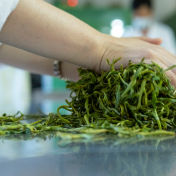 Hand-Rolled Fresh Green Tea – Raw Material for Tea Processing